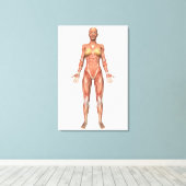 Vrouw Musculair Systeem, voorste Uitzicht Canvas Afdruk (Insitu (Houten vloer))