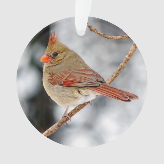 Vrouw Noord-Kardinaal Acrylversiering Ornament (voorkant)