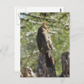 Vrouw Noord-Kardinaal Briefkaart (Voorkant / Achterkant)