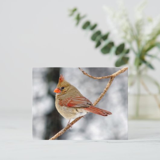 Vrouw Noord-Kardinaal Briefkaart (Staand voorkant)