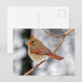 Vrouw Noord-Kardinaal Briefkaart (Voorkant / Achterkant)