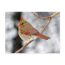 Vrouw Noord-Kardinaal Briefkaart