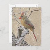 Vrouw Noord-Kardinaal Briefkaart (Voorkant / Achterkant)