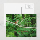 Vrouw Noord-Kardinaal briefkaart (Voorkant / Achterkant)