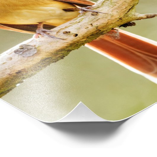 Vrouw noordelijk kardinaal op boomrand afdrukken foto afdruk (Hoek)