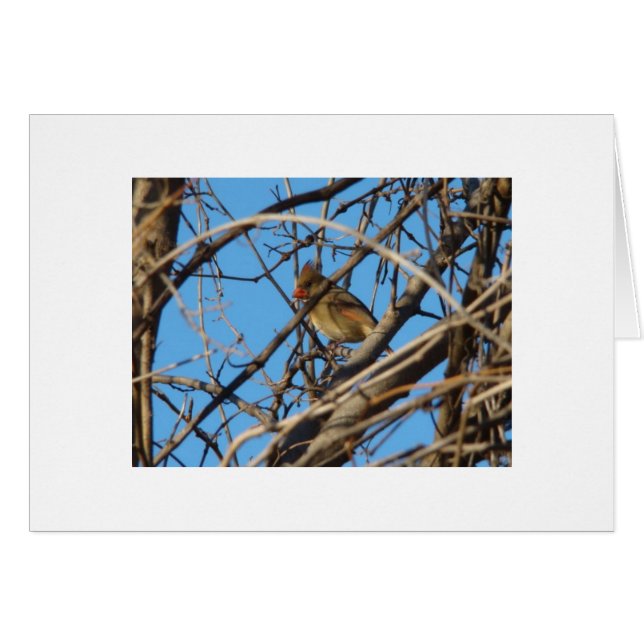 Vrouw noordelijke kardinaal (Voorkant Horizontaal)