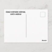Vrouw noordelijke kardinaal briefkaart (Achterkant)