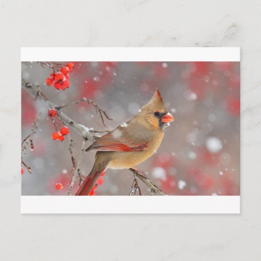 Vrouw noordelijke kardinaal briefkaart (Voorkant)