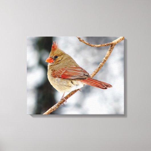 Vrouw Noordelijke Kardinaal Canvas Print (Voorkant)