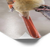 Vrouw noordelijke kardinaal in de sneeuw foto afdruk (Hoek)