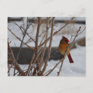 Vrouw noordelijke kardinaal in de winter briefkaart