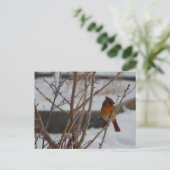 Vrouw noordelijke kardinaal in de winter briefkaart (Staand voorkant)