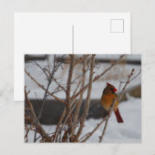 Vrouw noordelijke kardinaal in de winter briefkaart (Voorkant / Achterkant)