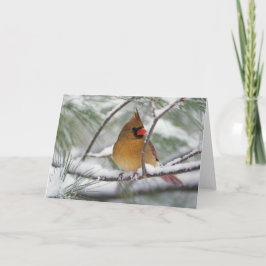 Vrouw noordelijke kardinaal in snowy pijnboom, kaart