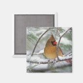 Vrouw noordelijke Kardinaal in snowy-pijnboom, Magneet (Voorkant / Achterkant)