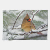 Vrouw noordelijke Kardinaal in snowy-pijnboom, Theedoek (Horizontaal)