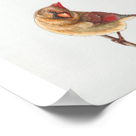 Vrouw Noordelijke Kardinaal Kunst Print (Hoek)