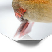 Vrouw noordelijke kardinaal met piepsneeuw foto afdruk (Hoek)