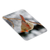 Vrouw noordelijke kardinaalmagneet magneet (Rechterzijde)