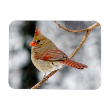 Vrouw noordelijke kardinaalmagneet