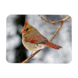 Vrouw noordelijke kardinaalmagneet magneet