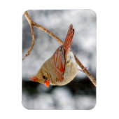 Vrouw noordelijke kardinaalmagneet magneet (Verticaal)