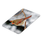 Vrouw noordelijke kardinaalmagneet magneet (Linkerzijde)