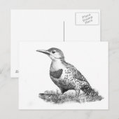 Vrouw Northern Flicker Briefkaart (Voorkant / Achterkant)