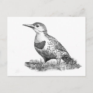 Vrouw Northern Flicker Briefkaart