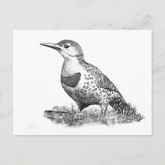 Vrouw Northern Flicker Briefkaart (Voorkant)