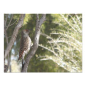 Vrouw Northern Flicker Woodpecker Foto Afdruk (Voorkant)