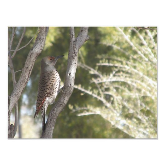 Vrouw Northern Flicker Woodpecker Foto Afdruk (Voorkant)