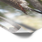 Vrouw Northern Flicker Woodpecker Foto Afdruk (Hoek)