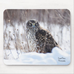 Vrouw Northern Harrier Muismat