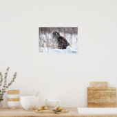 Vrouw Northern Harrier Poster (Keuken)