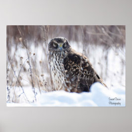 Vrouw Northern Harrier Poster