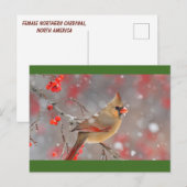 Vrouw Northern Kardinaal, Noord-Amerika Briefkaart (Voorkant / Achterkant)