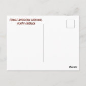 Vrouw Northern Kardinaal, Noord-Amerika Briefkaart (Achterkant)