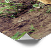 Vrouw Nyala, reservaat voor de Spaanstad Hluhluwe- Poster (Hoek)