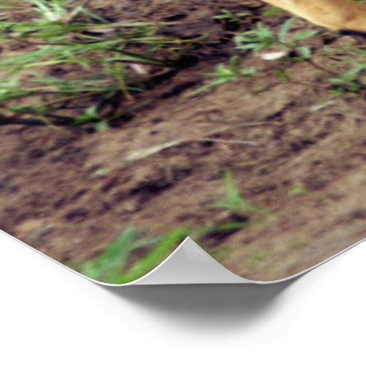 Vrouw Nyala, reservaat voor de Spaanstad Hluhluwe- Poster (Hoek)