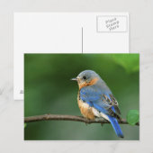 Vrouw Oostelijke Blauwvogel, Sialia sialis Briefkaart (Voorkant / Achterkant)