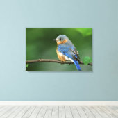 Vrouw Oostelijke Blauwvogel, Sialia sialis Canvas Afdruk (Insitu (Houten vloer))