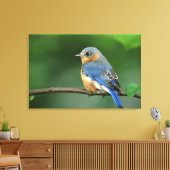 Vrouw Oostelijke Blauwvogel, Sialia sialis Canvas Afdruk (Insitu (Woonkamer))