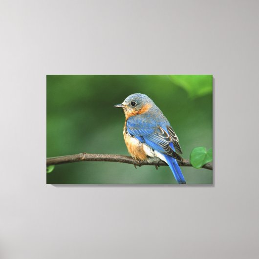 Vrouw Oostelijke Blauwvogel, Sialia sialis Canvas Afdruk (Voorkant)