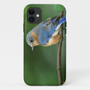 Vrouw Oostelijke Blauwvogel, Sialia sialis Case-Mate iPhone Case