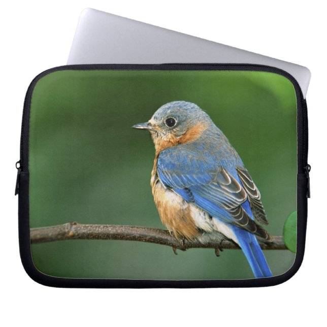 Vrouw Oostelijke Blauwvogel, Sialia sialis Laptop Sleeve (Voorkant)