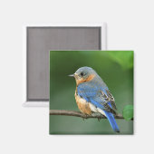 Vrouw Oostelijke Blauwvogel, Sialia sialis Magneet (Voorkant / Achterkant)