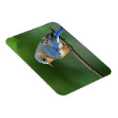 Vrouw Oostelijke Blauwvogel, Sialia sialis Magneet (Rechterzijde)