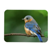 Vrouw Oostelijke Blauwvogel, Sialia sialis Magneet (Horizontaal)