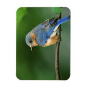 Vrouw Oostelijke Blauwvogel, Sialia sialis Magneet (Verticaal)